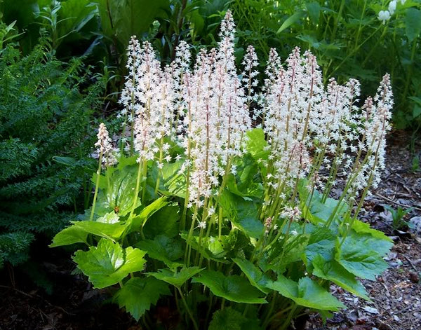 Heartleaf Foamflower Seeds
