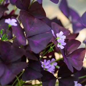 Oxalis Triangularis Purple Shamrock Bulbs – Deep Purple Foliage & Pink Flowers