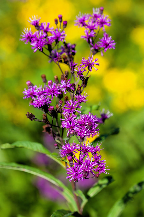 Missouri Ironweed Seeds