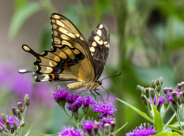 Missouri Ironweed Seeds