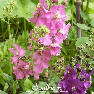 Verbascum Mullein Seed Mix