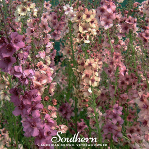 Verbascum Mullein Seed Mix