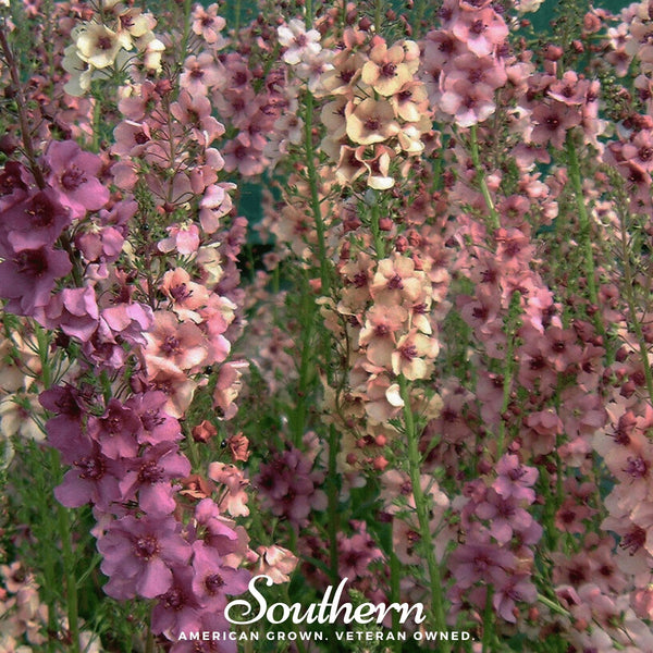 Verbascum Mullein Seed Mix