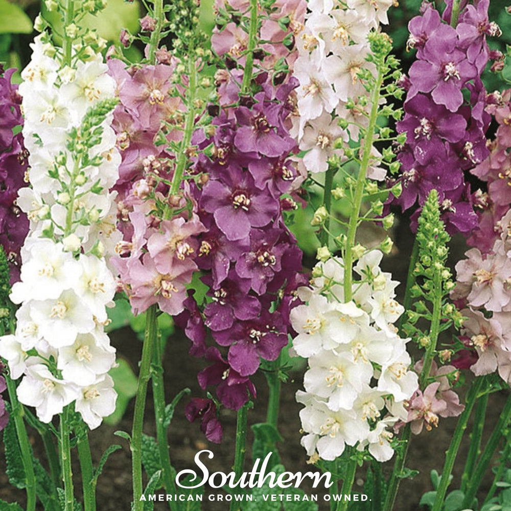 Verbascum Mullein Seed Mix