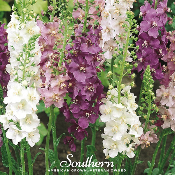 Verbascum Mullein Seed Mix