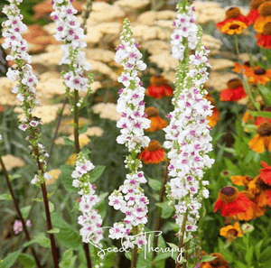 Wedding Candles Verbascum Seeds
