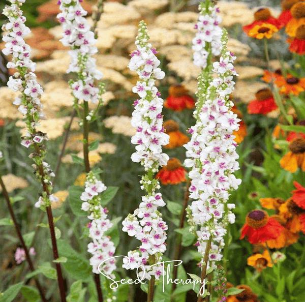 Wedding Candles Verbascum Seeds