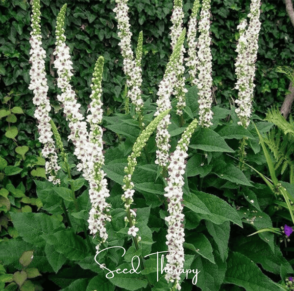 Wedding Candles Verbascum Seeds