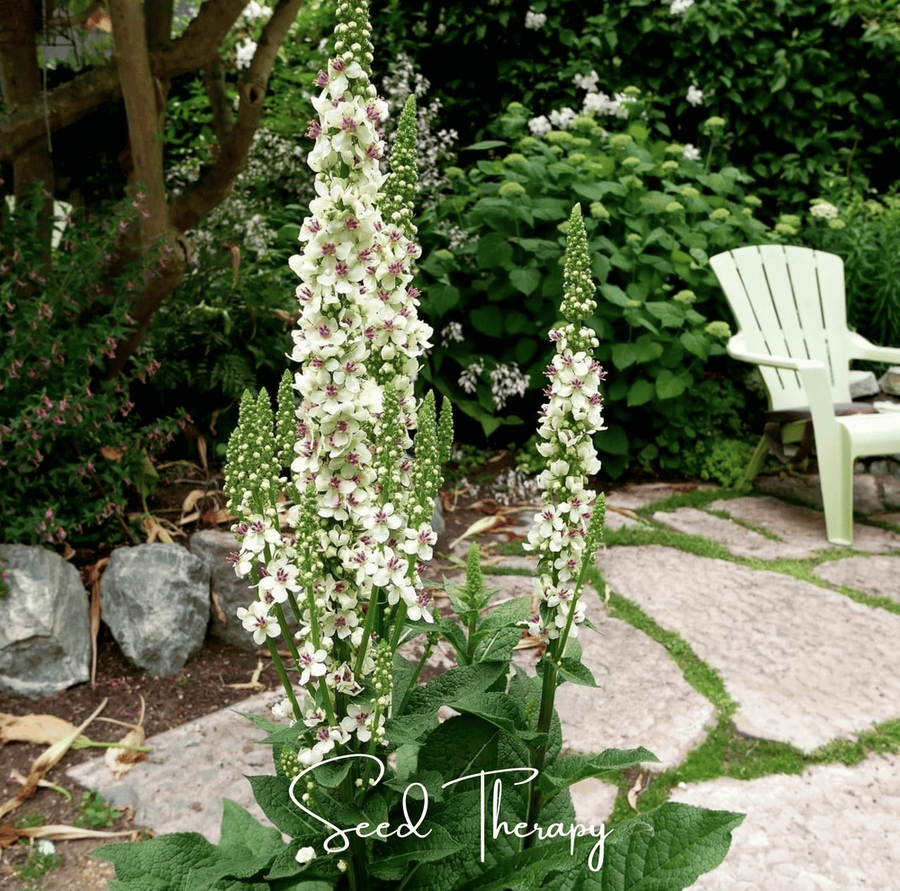 Wedding Candles Verbascum Seeds