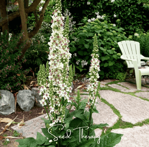 Wedding Candles Verbascum Seeds