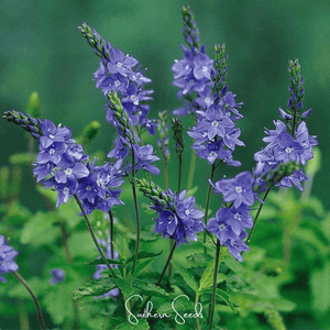 Royal Blue Veronica Speedwell Seeds
