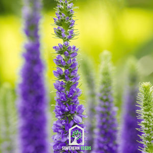 Spiked Speedwell Veronica Seeds