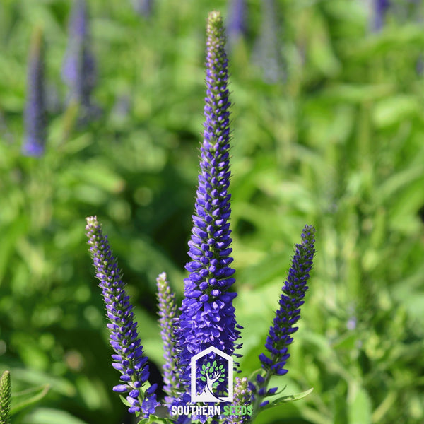 Spiked Speedwell Veronica Seeds