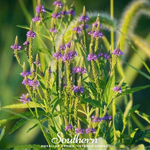 Blue Vervain Seeds