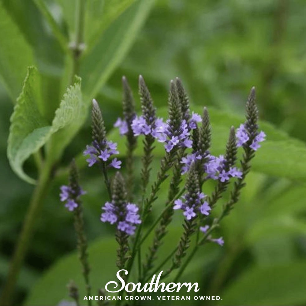 Blue Vervain Seeds