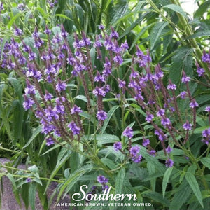 Blue Vervain Seeds