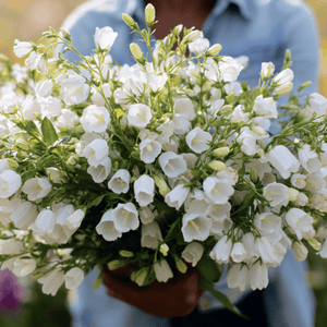 White Canterbury Bells Seeds