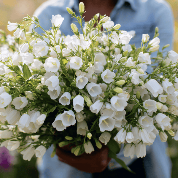 White Canterbury Bells Seeds