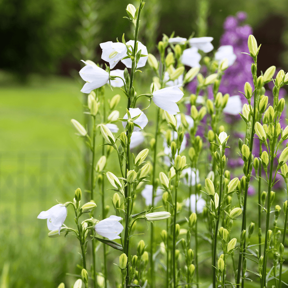 White Canterbury Bells Seeds