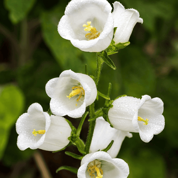 White Canterbury Bells Seeds