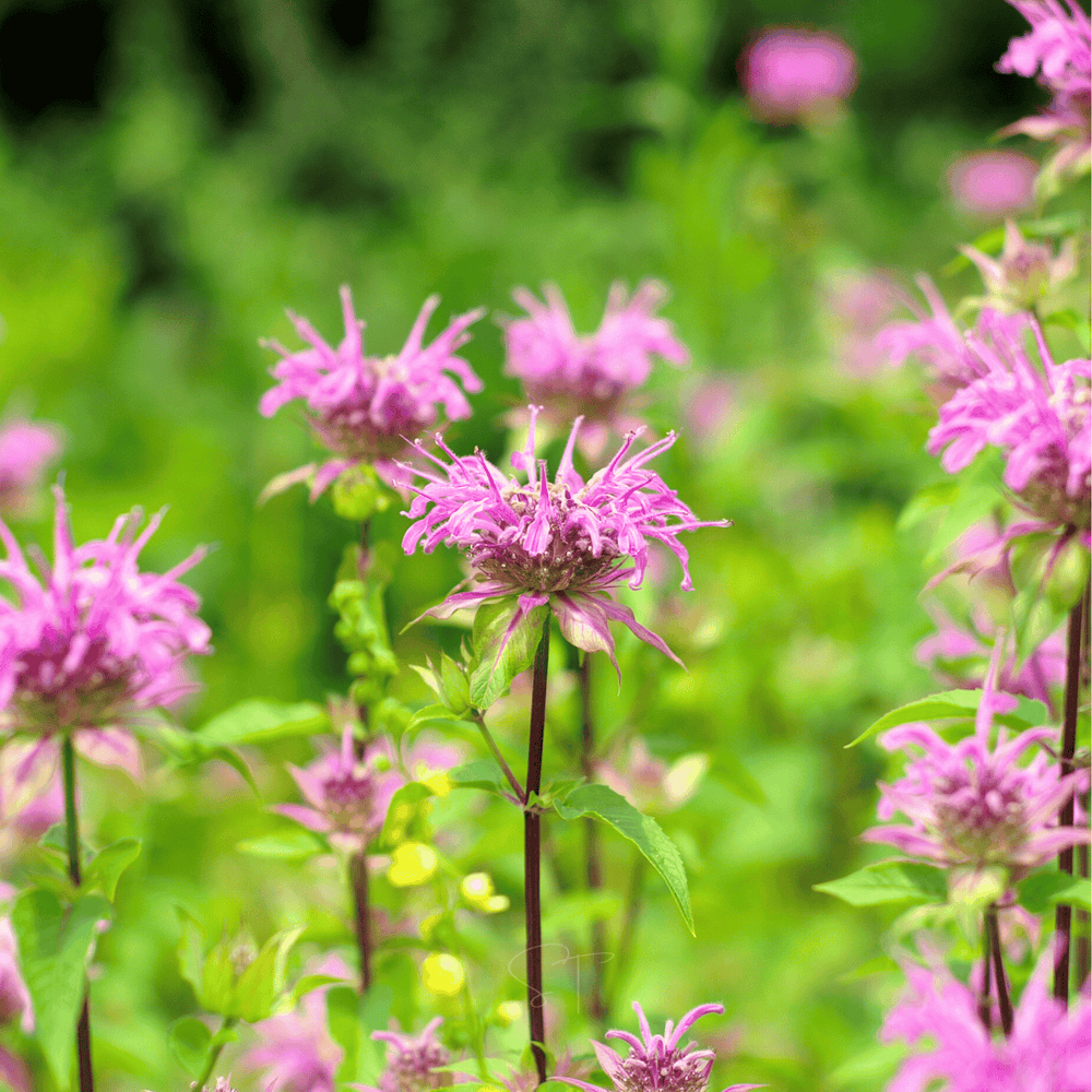 Wild Bergamot Bee Balm Seeds