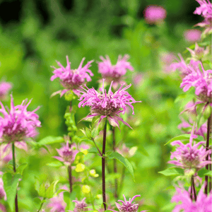 Wild Bergamot Bee Balm Seeds