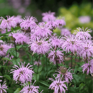 Wild Bergamot Bee Balm Seeds