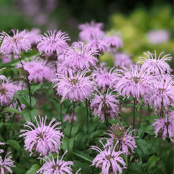 Wild Bergamot Bee Balm Seeds
