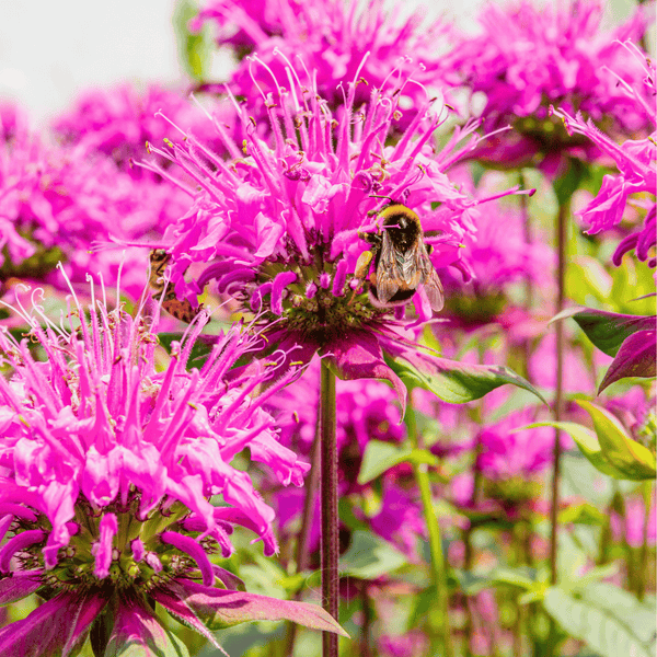 Wild Bergamot Bee Balm Seeds