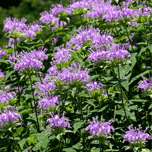 Wild Bergamot Bee Balm Seeds
