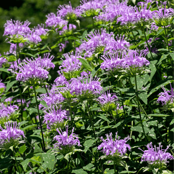 Wild Bergamot Bee Balm Seeds