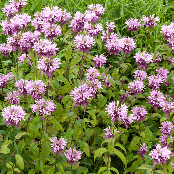 Wild Bergamot Bee Balm Seeds