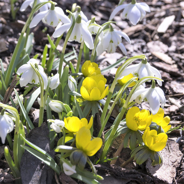 Winter Aconite & Snowdrop Bulbs