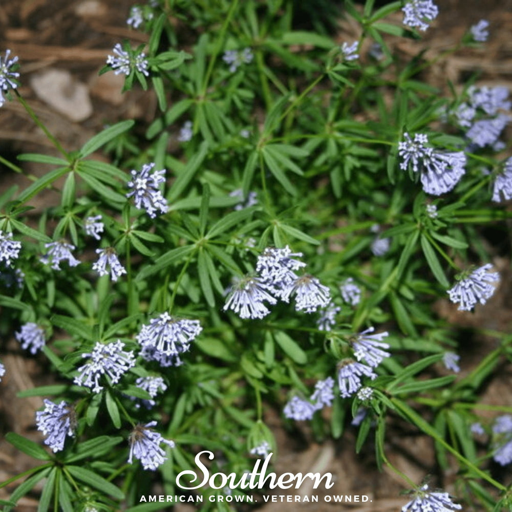 Blue Woodruff Seeds