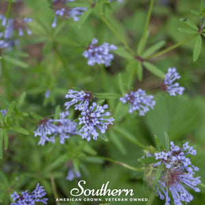 Blue Woodruff Seeds