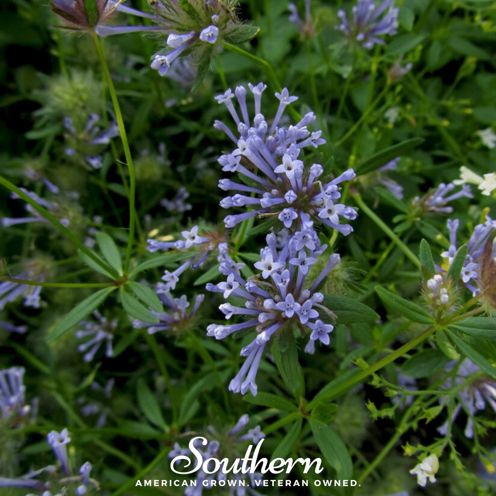Blue Woodruff Seeds
