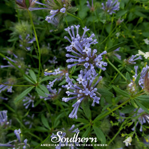 Blue Woodruff Seeds