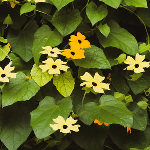 Black-Eyed Susan Vine Seeds - Mixed Thunbergia