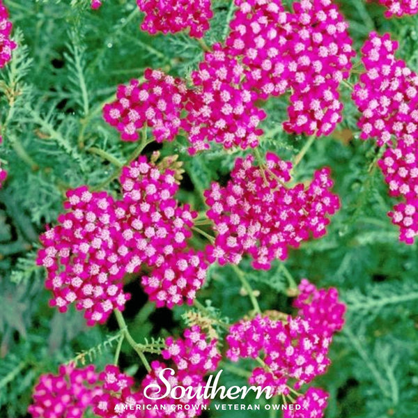 Cerise Queen Yarrow Seeds