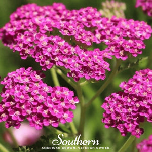 Cerise Queen Yarrow Seeds