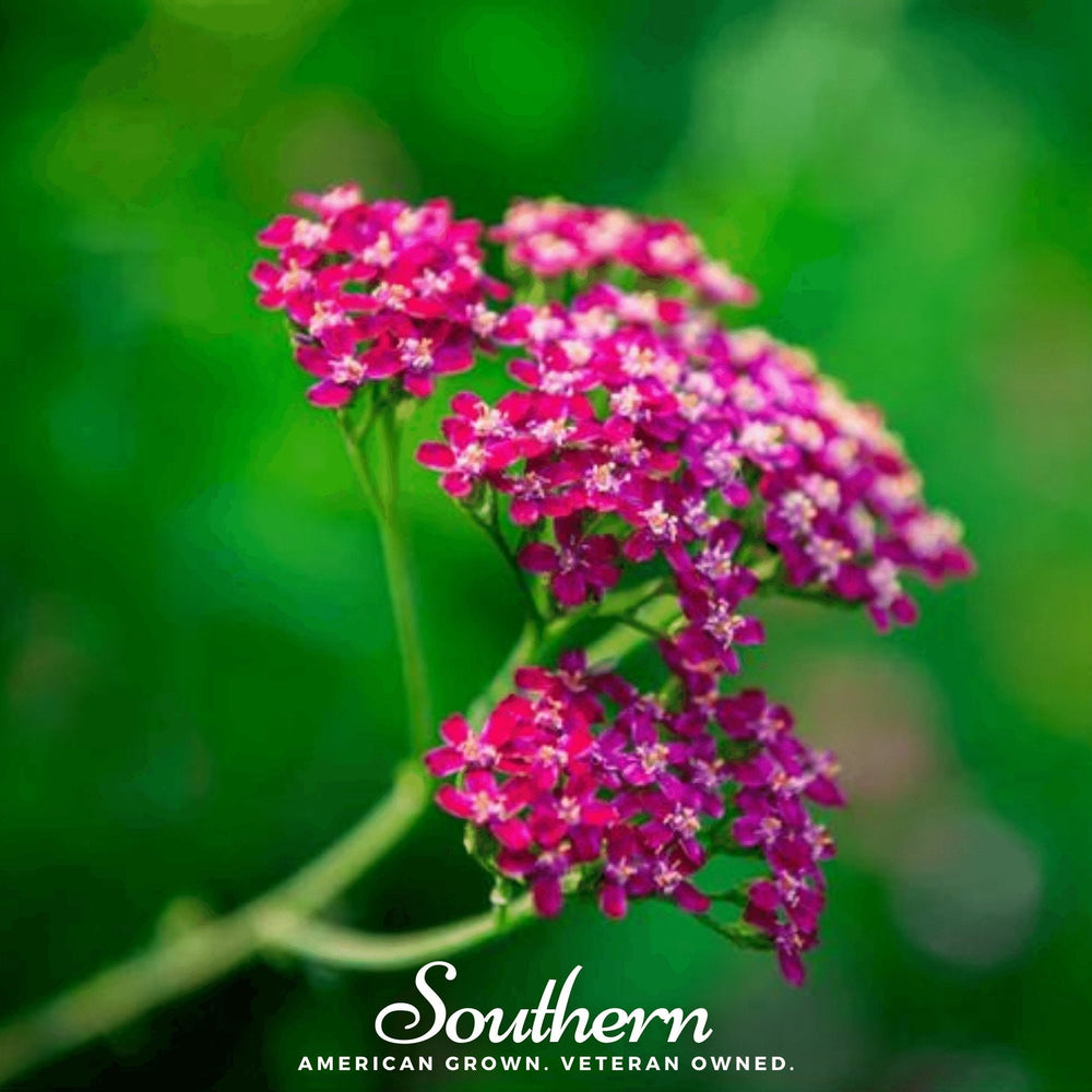 Cerise Queen Yarrow Seeds
