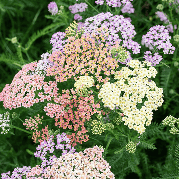 Colorado Mix Yarrow Seeds