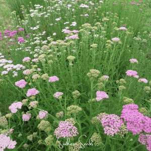 Colorado Mix Yarrow Seeds