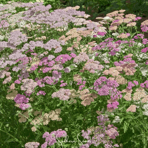 Colorado Mix Yarrow Seeds
