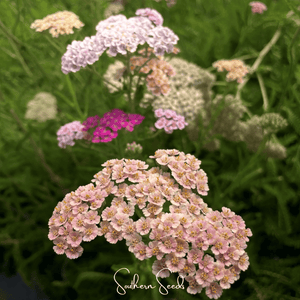 Colorado Mix Yarrow Seeds