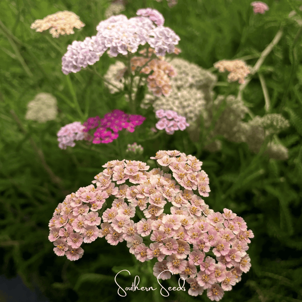 Colorado Mix Yarrow Seeds