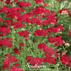 Red Yarrow Seeds