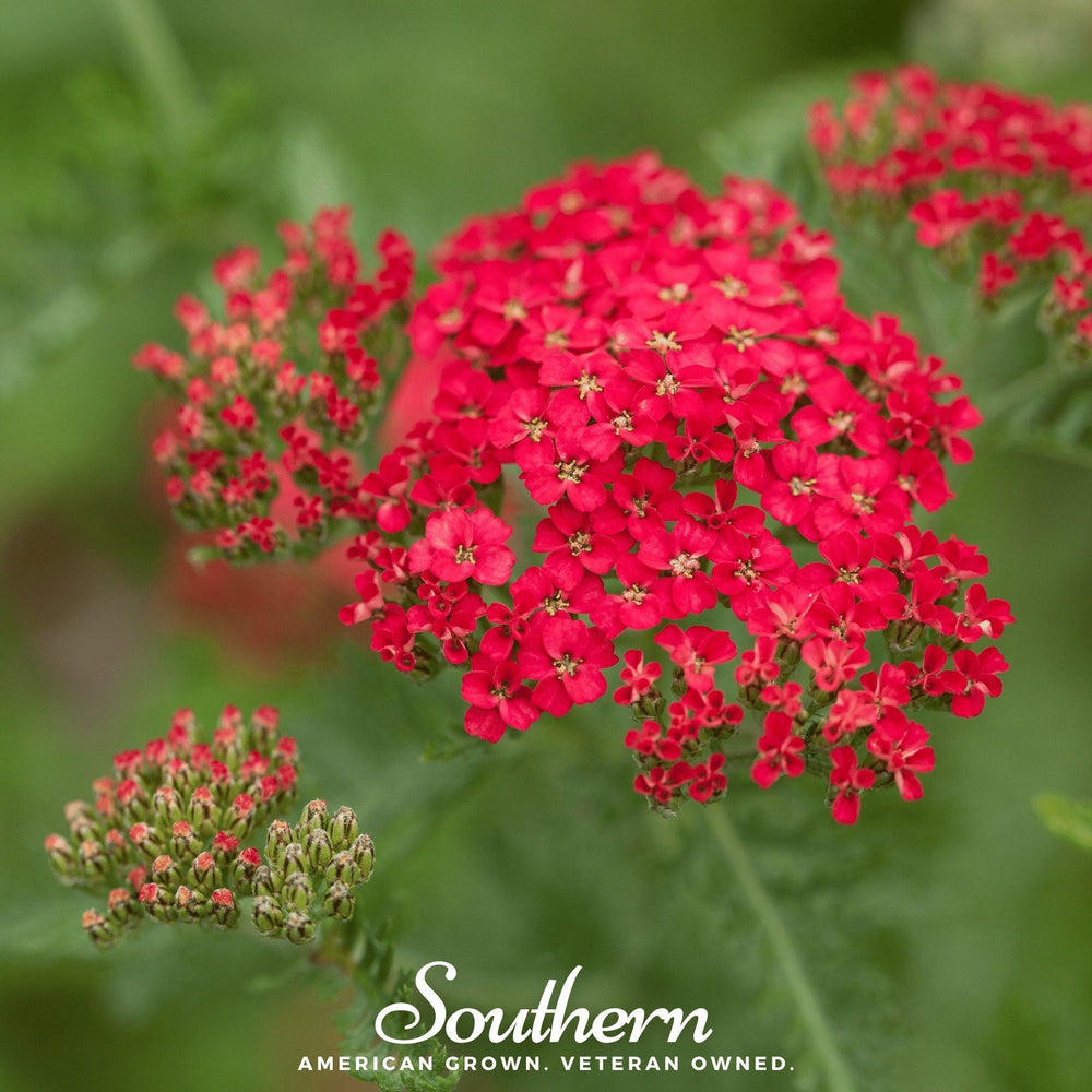 Red Yarrow Seeds