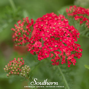 Red Yarrow Seeds