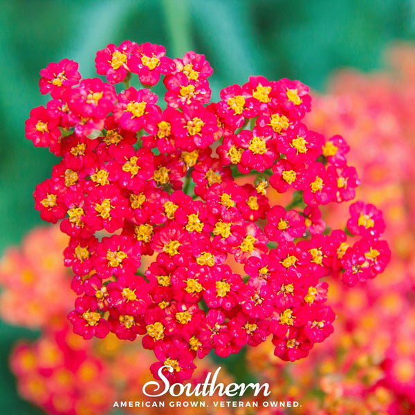 Red Yarrow Seeds